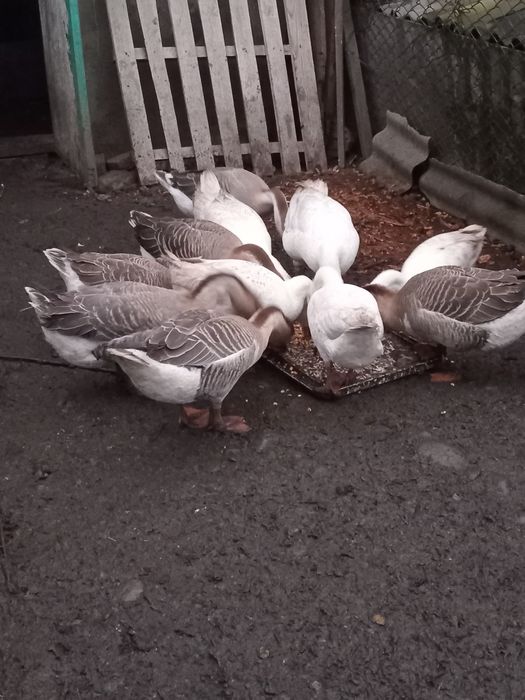 Продаються молоді гуси