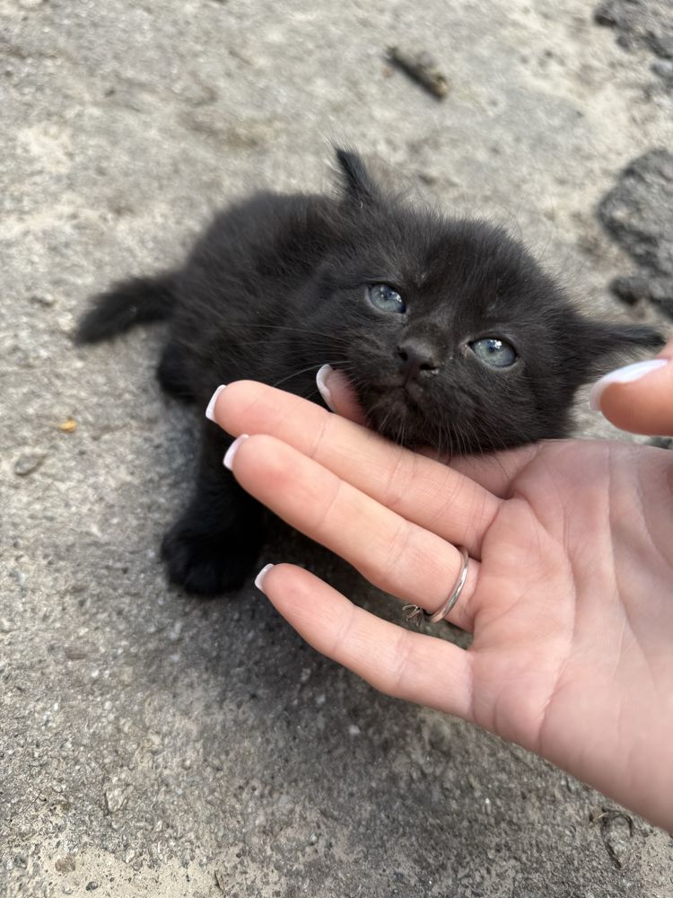 Котята в добрі руки