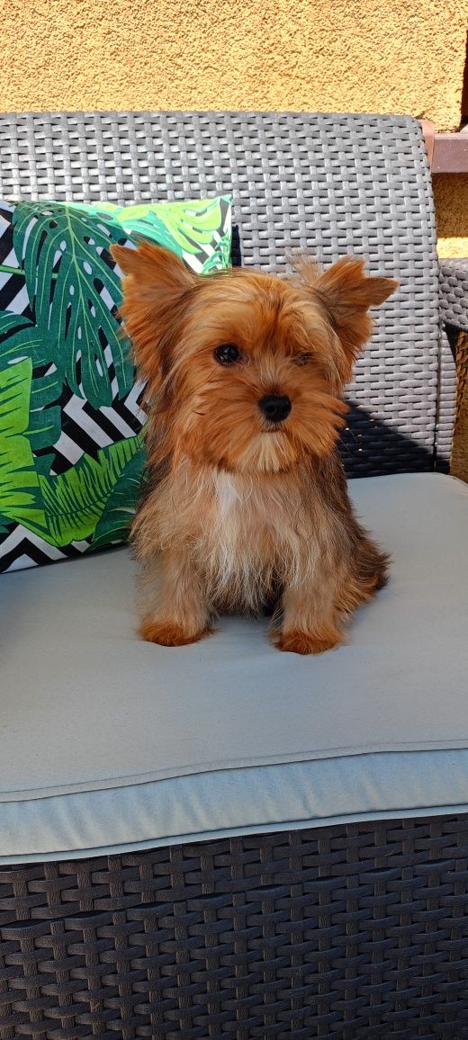 Yorkshire terrier merle