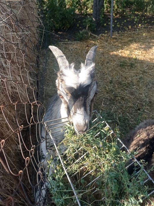 Козлик.Козлик ламанча.