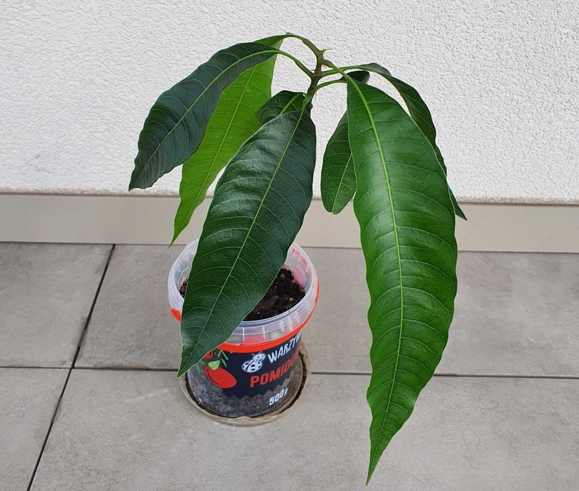 Sadzonka drzewka mango