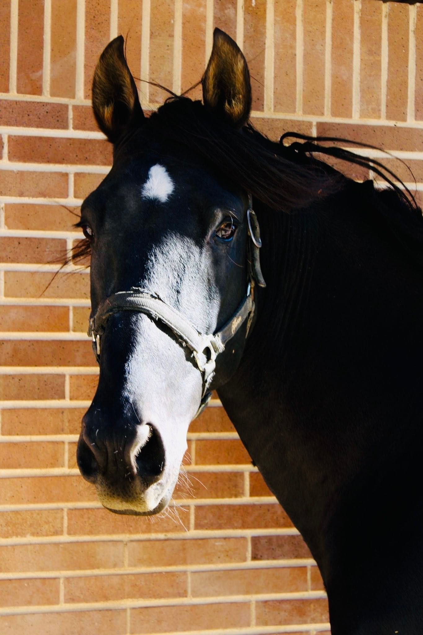 Piękny ogier andaluz