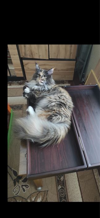 Кошенята мейн кун. Будуть величезні. Maine coon.