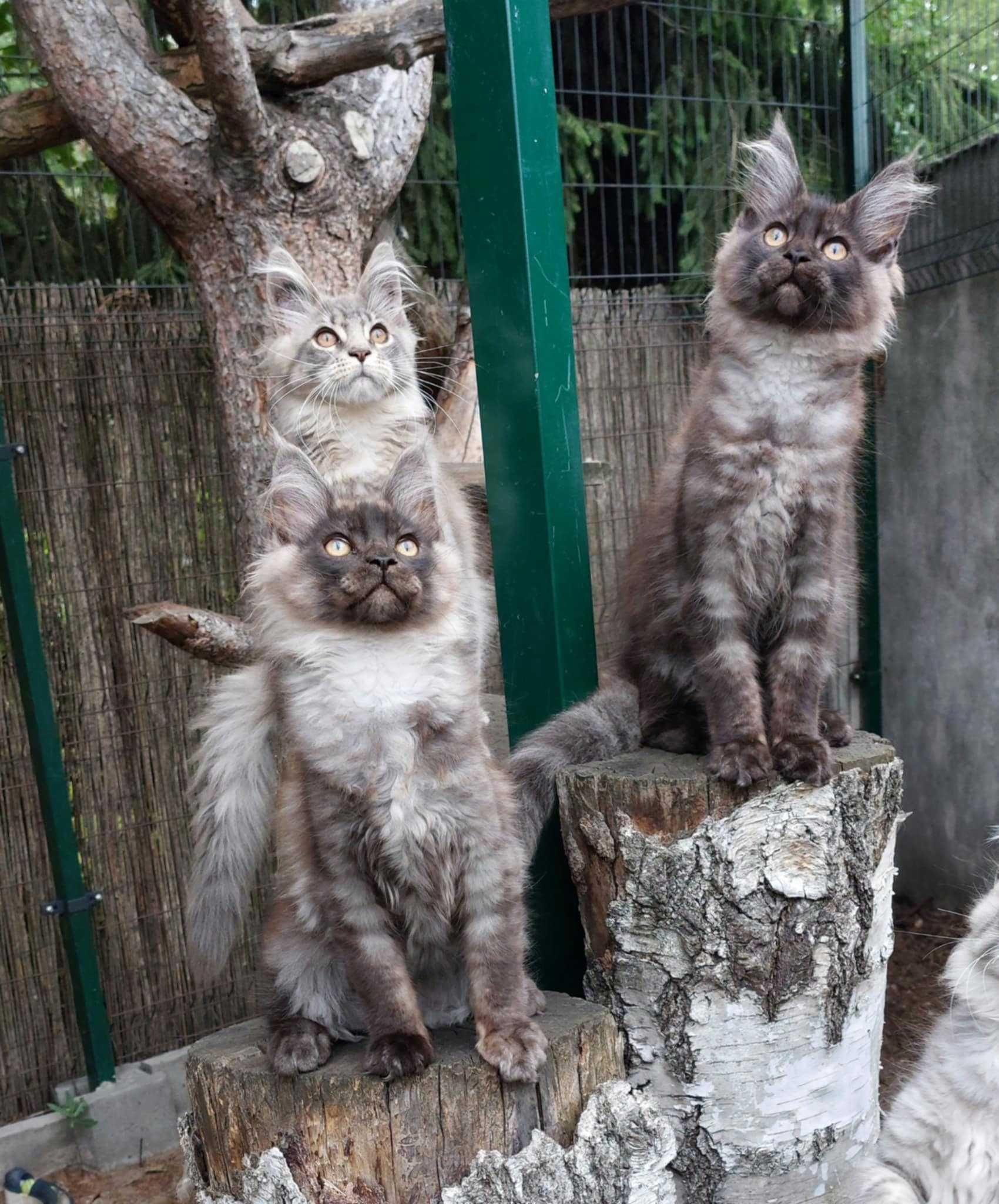 kotek Maine Coon rodowód FPL Felis Polonia