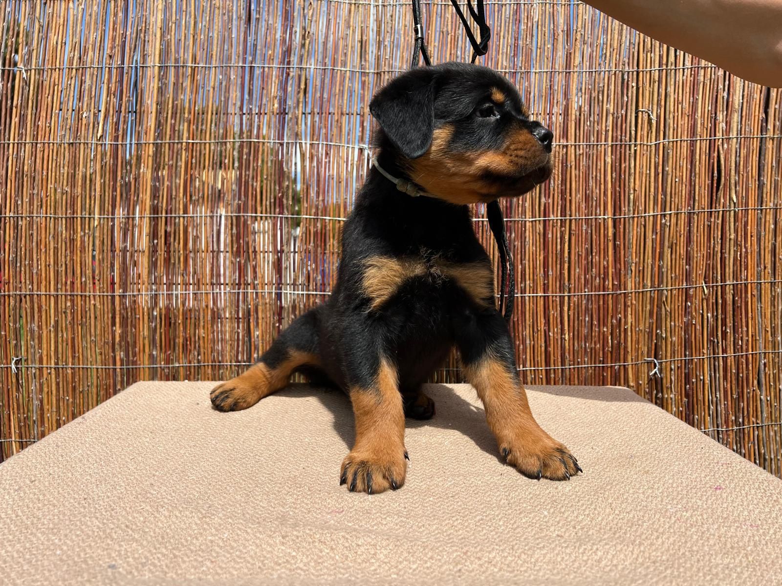 Rottweiler szczenię FCI ZKwP szczeniak pies TOP rodowód wystawy
