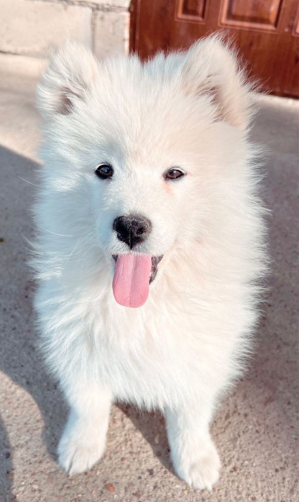 Szczeniaki samoyed