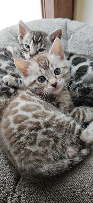 Silver snow - niesamowity kocurek