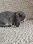 Króliczek baranek mini lop