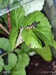 Erianthus versicolor koniki polne z Tajlandii