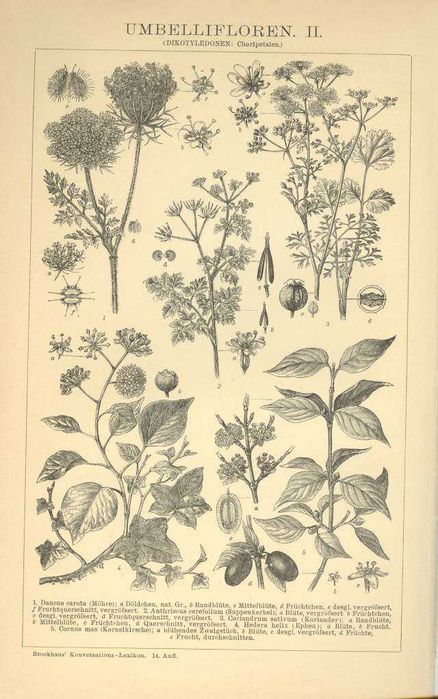 Kwiaty - Zielnik II  oryginalna XIX w. grafika