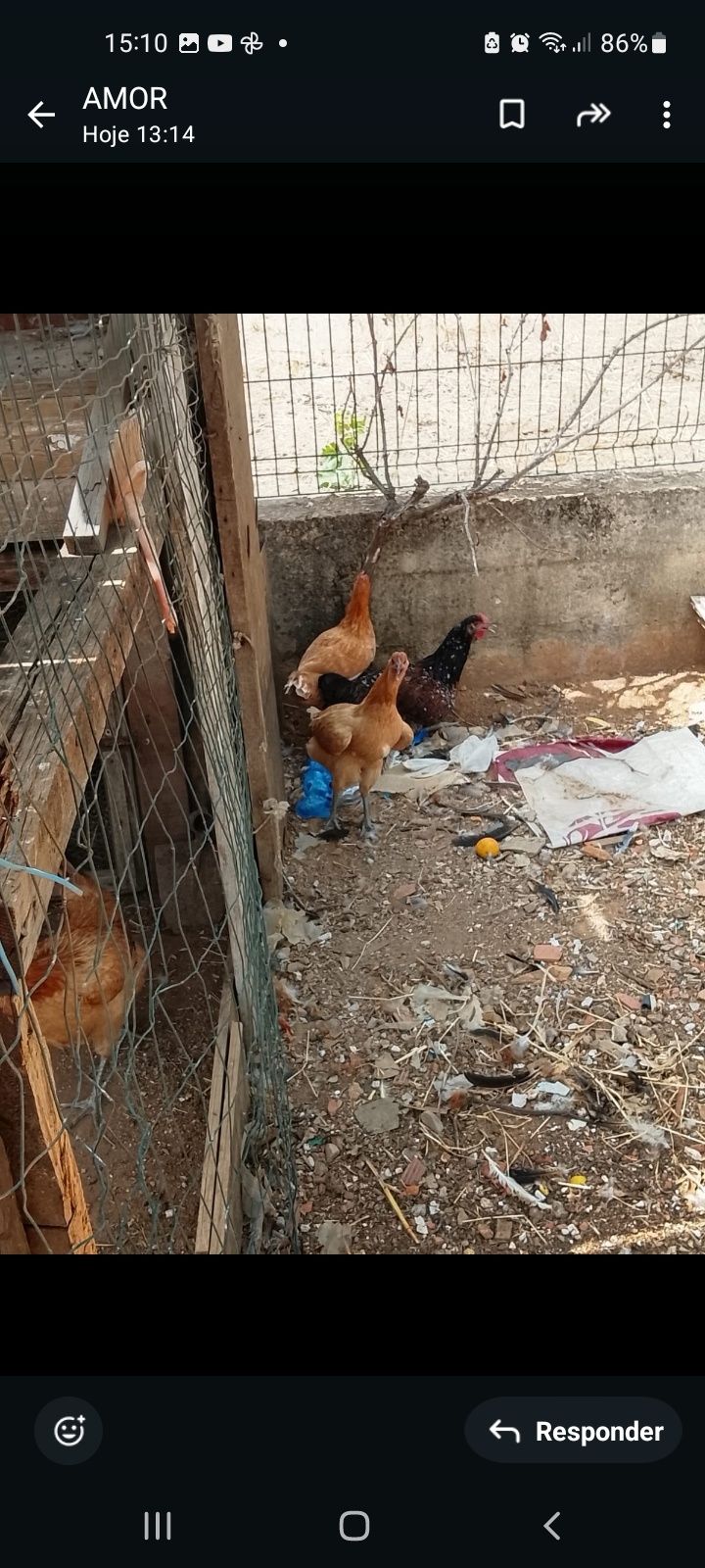 Galinha ,pintinhos e ovos
