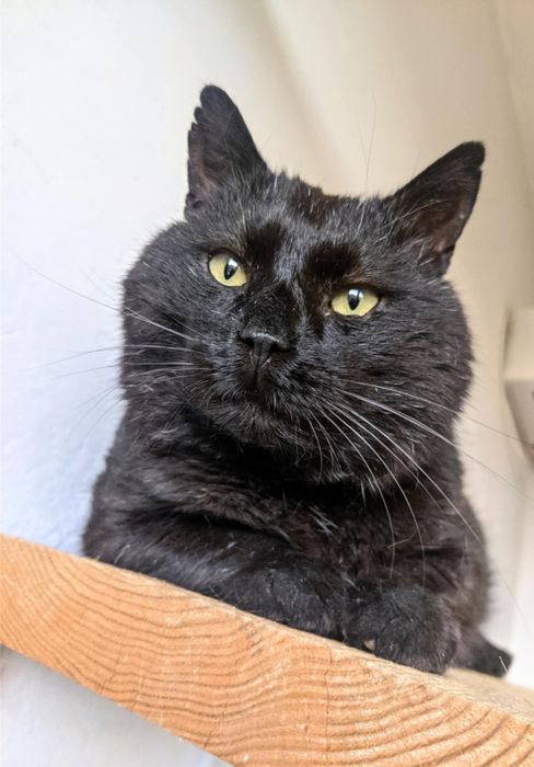 Węgielek dorosły kot kocur szuka domu niekupujadoptuj