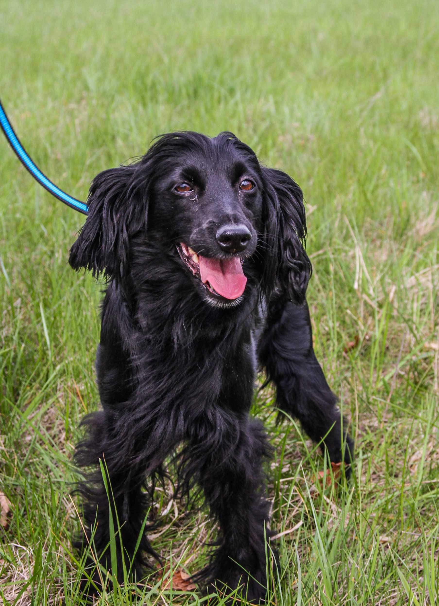 Saba - Czarna spanielka