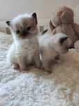 Koty Ragdoll rezerwacja