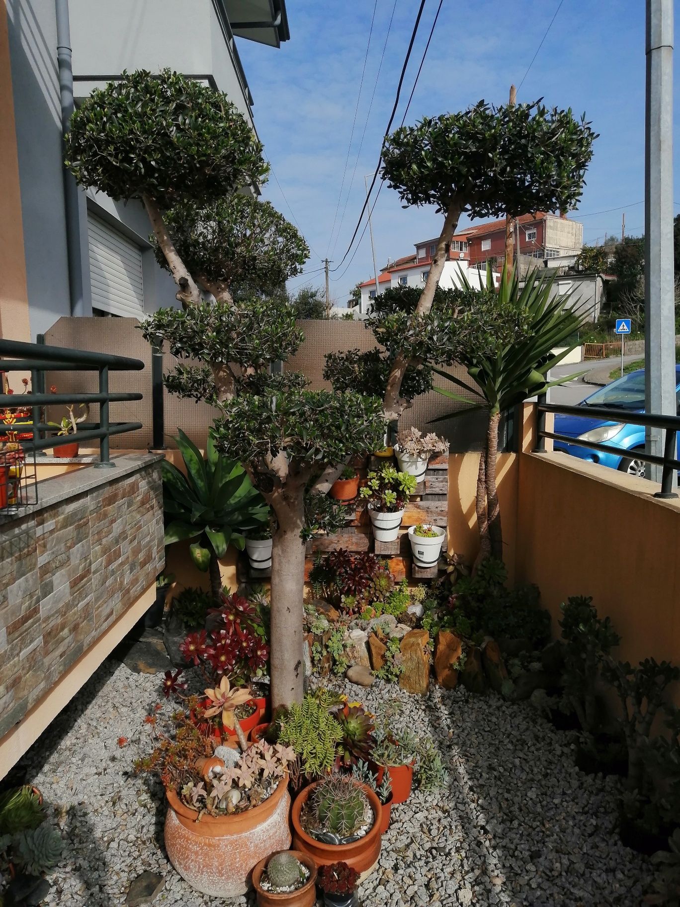 Oliveira ornamental de pratos