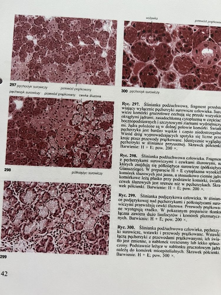 Sobotta Atlas histologii Cytologia i histologia Ulrich Welsch Zabel