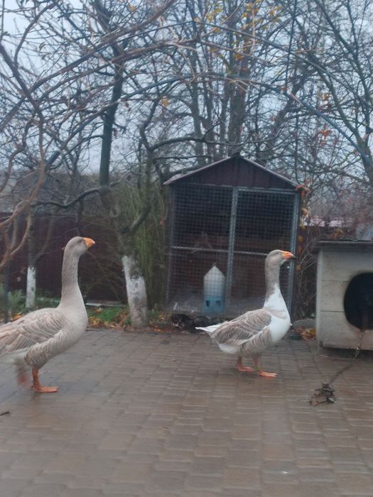 Комогор горбуносі