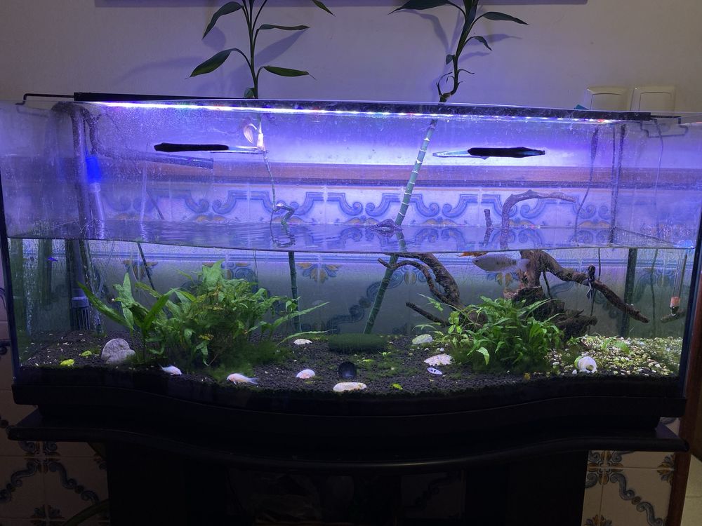 Aquario mais de 100 litros