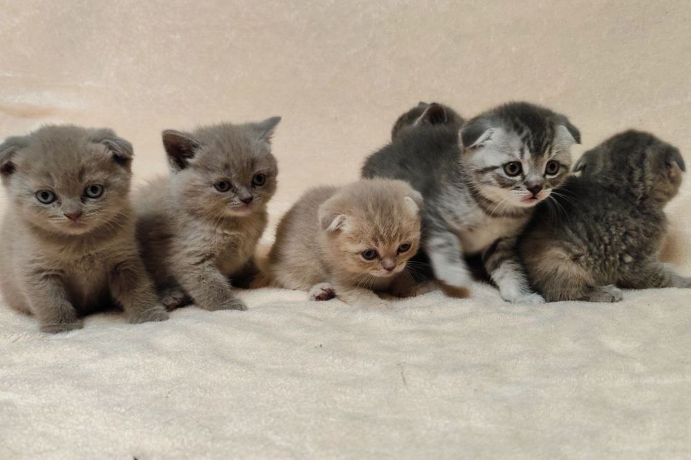 Кошенята Scottish fold/ striaht.