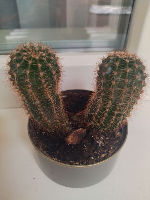 Кімнатна рослина кактус