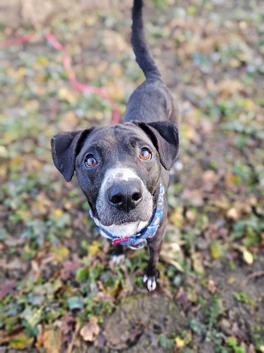 Merry szuka domu jako jedynaczka