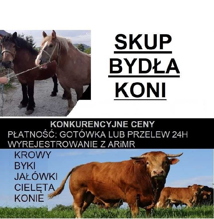 SKUP Bydła Koni Żywca !UBÓJ! Krowy,Krowa,Byk,Byków,Konie,Koń