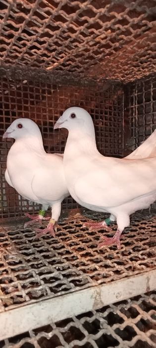 Sprzedam białe gołębie pocztowe