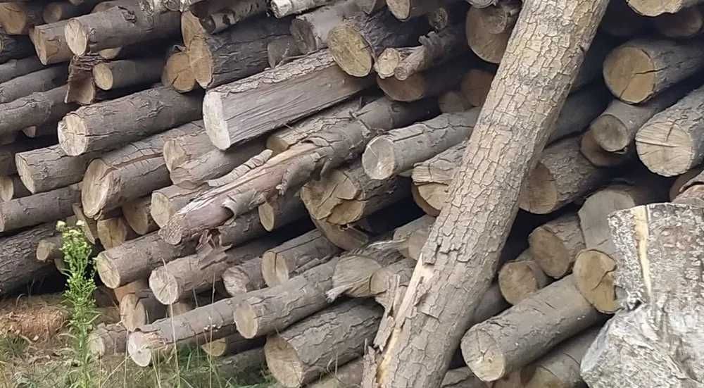 Drzewo Olcha sezonowana do wędzenia, do kominka, sauny, bani, meble