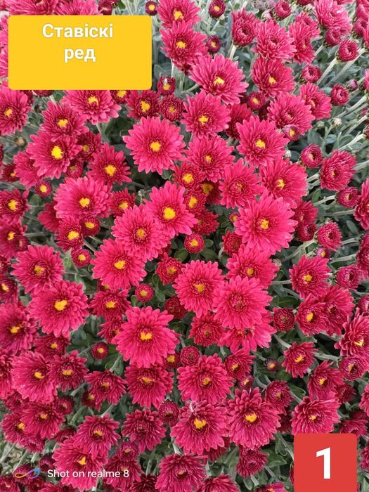 Хризантема мультифлора, корейська кущова. Багаторічні Квіти
