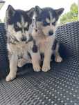 Piękny piesek husky