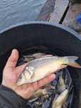 Karp, Lin, Amur, narybek, kroczek
