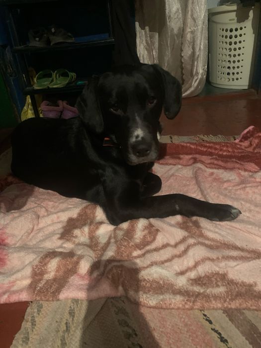 Отдам лабрадора