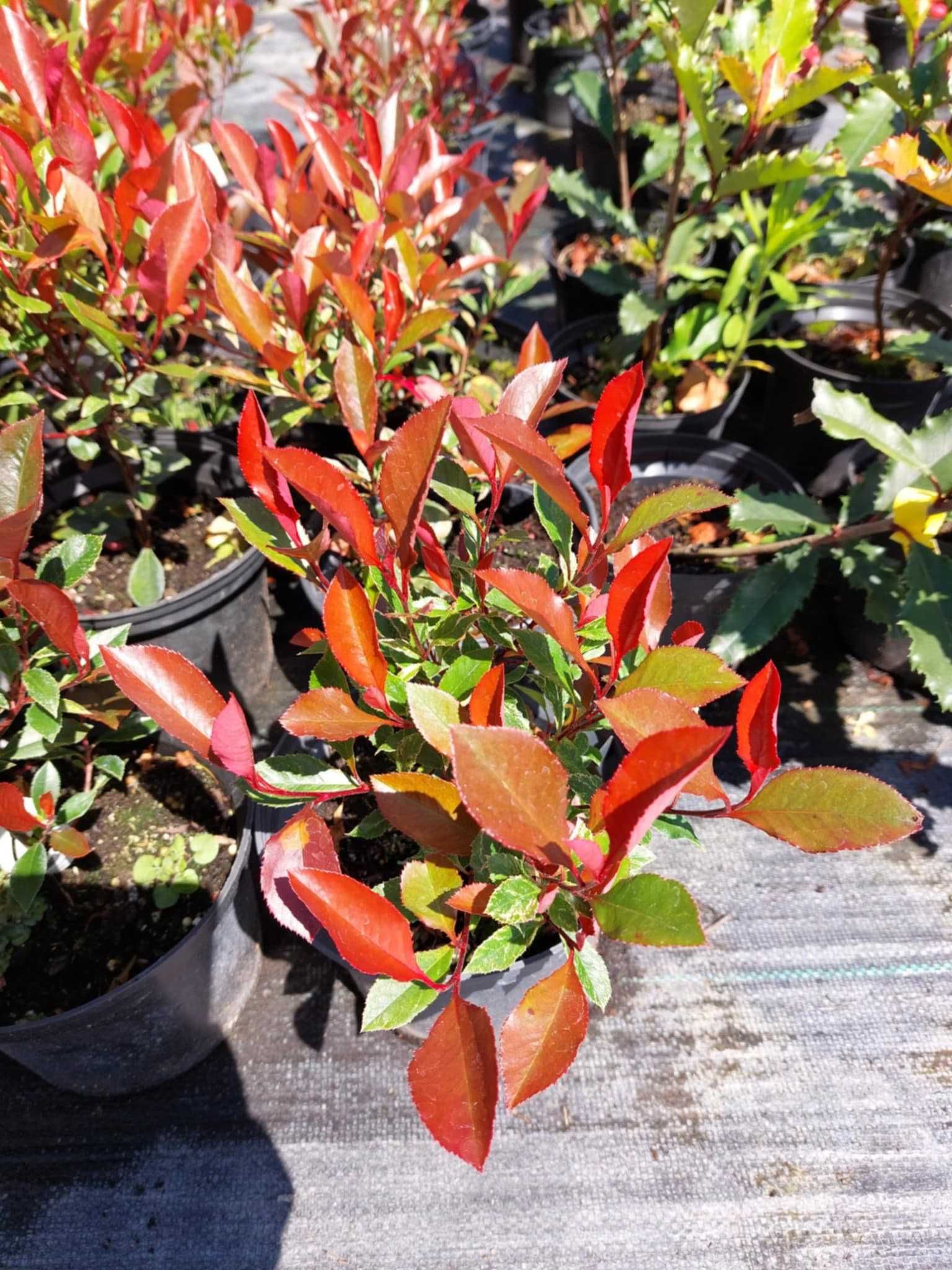 Głogownik photinia litle red ,litle fema