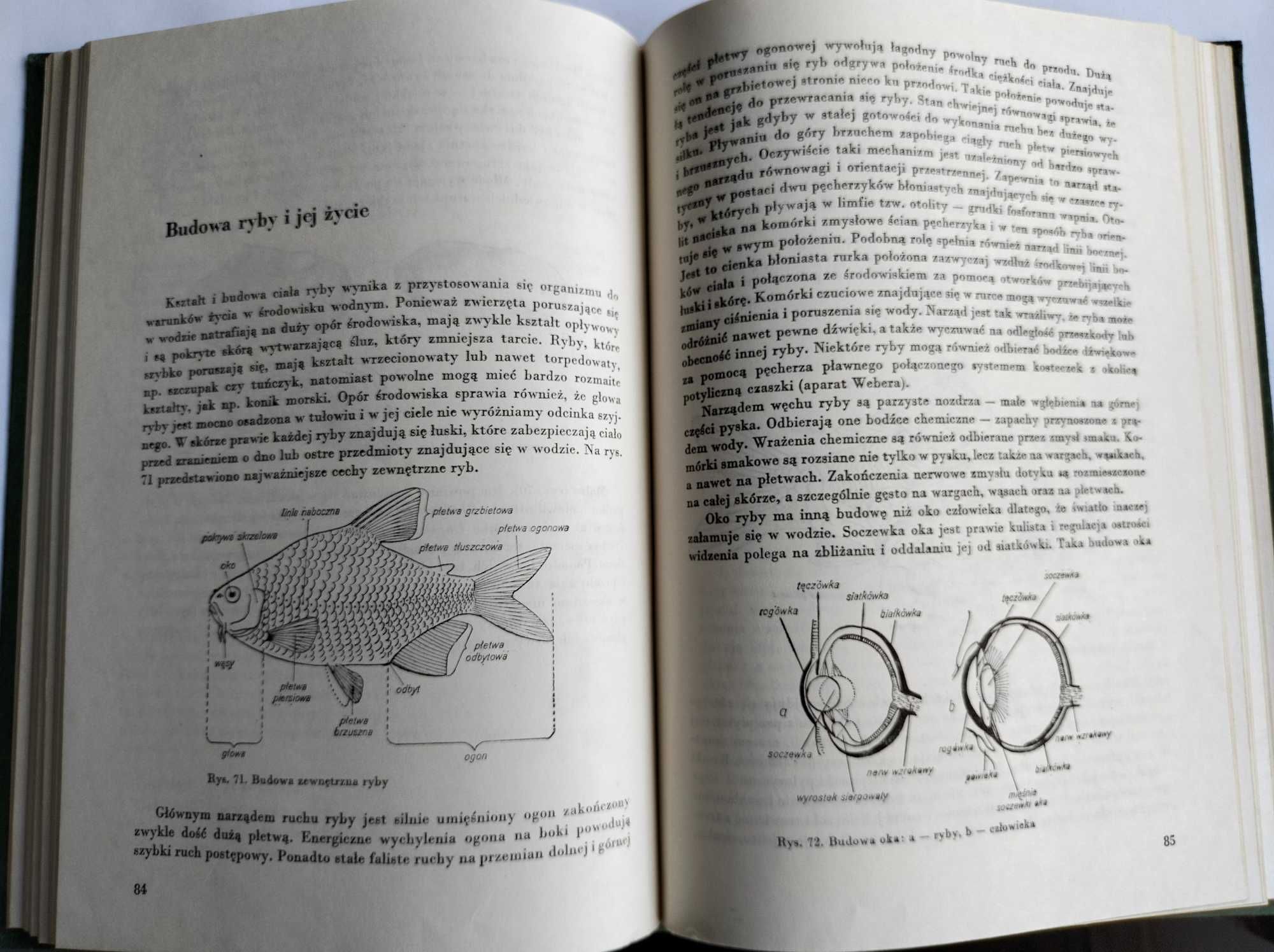 Ryby w akwarium - Jerzy  Ring, Henryk Jakubowski