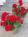 2szt. Pelargonie sztuczne w koszyku.