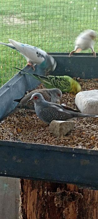 Gołąbki diamentowe