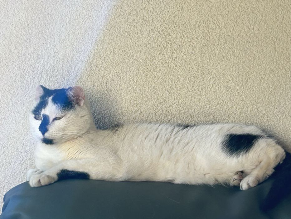 Marcel - poleca się do adopcji