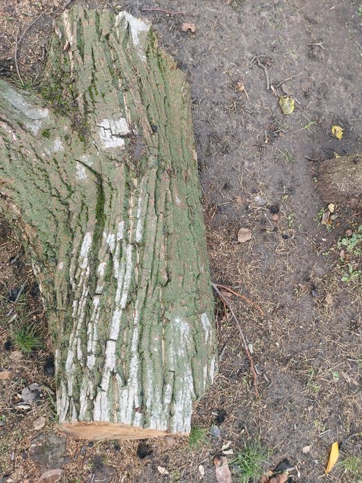 Стовбур горіха 8 шт діамтр різний самовивіз