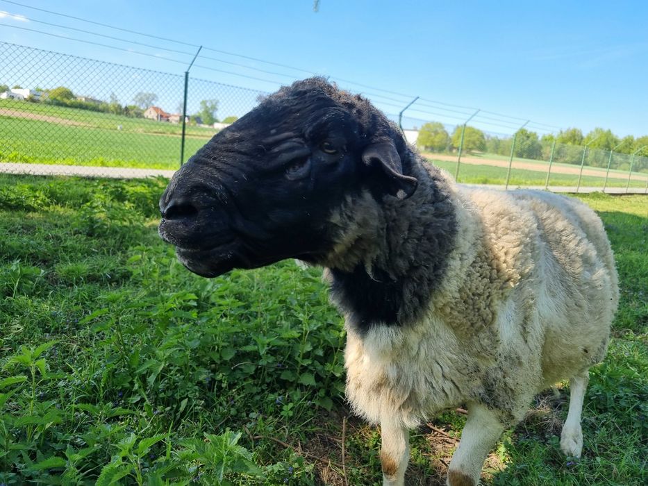 Owieczki dorper 100%