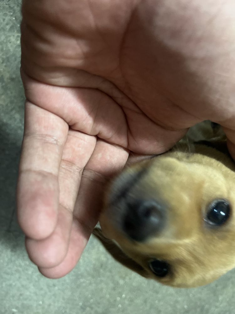 Cao bebe arraçado