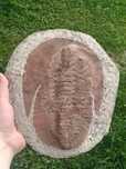 Trylobit GIGANT skamielina 21,5CM!