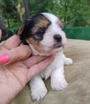 Yorkshire terrier biewer