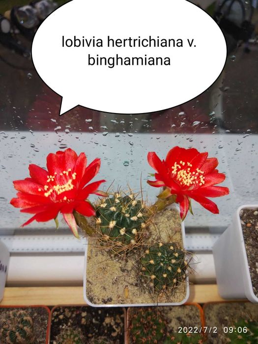 Кактус Лобівія  10- видів 25-35грв( дітки дешево)