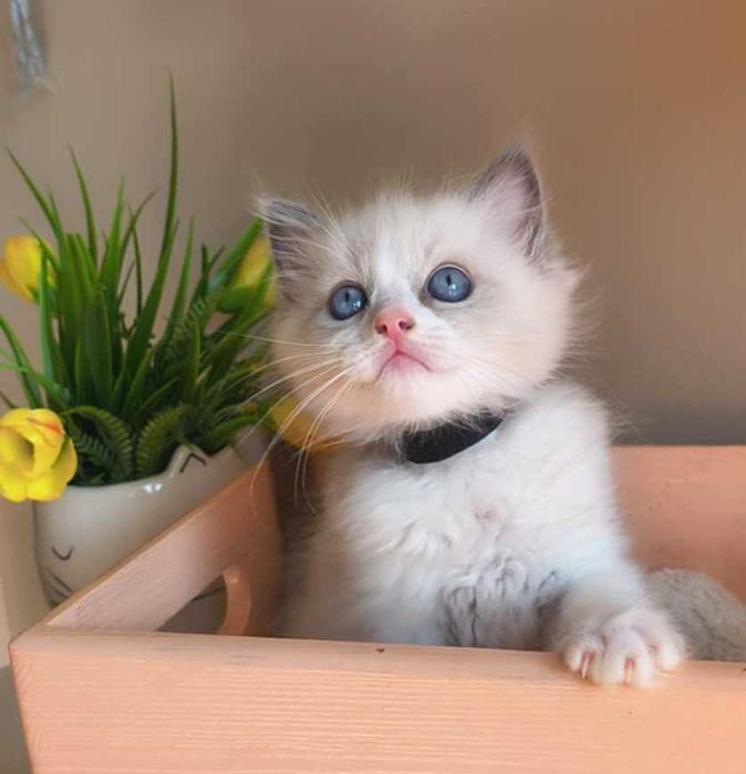 EGON - łagodny i radosny kocurek rasy Ragdoll.