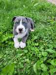 Szczeniak Amstaff Piękny Piesek  ZAREZERWOWANY