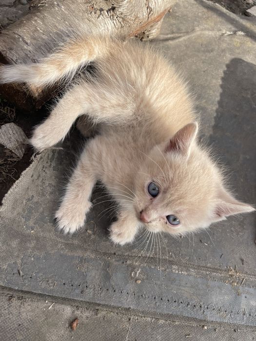 Віддємо кошенятко в добрі руки