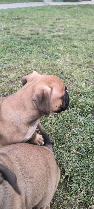 Suczka bokser szczenię