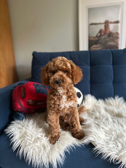 Piękny Piesek Maltipoo! Możliwy paszport!