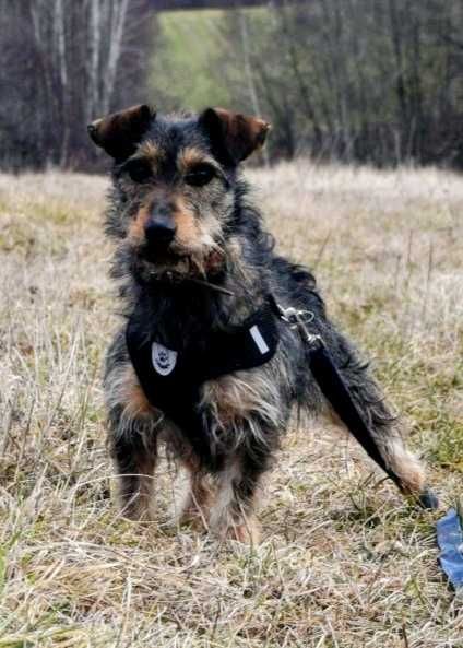 Mały (8kg), SZORSTKOWŁOSY, łagodny Bambi