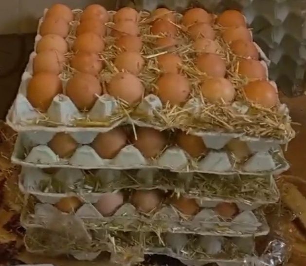 Яйце інкубаційне куряче
